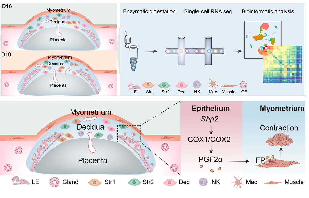 上皮细胞SHP2在分娩启动过程中发挥关键作用