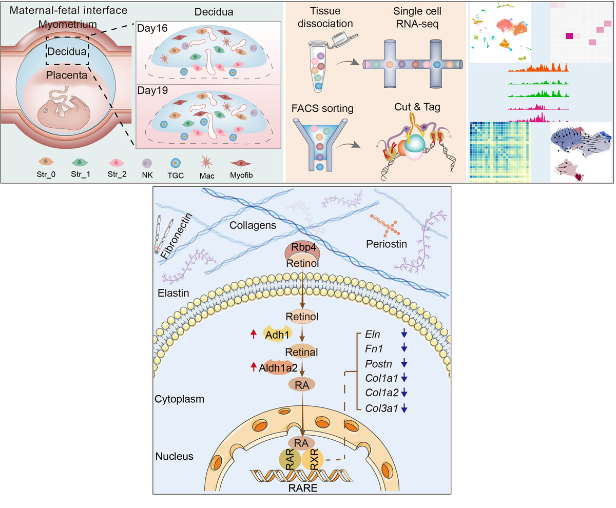 分娩过程中的细胞异质性的改变