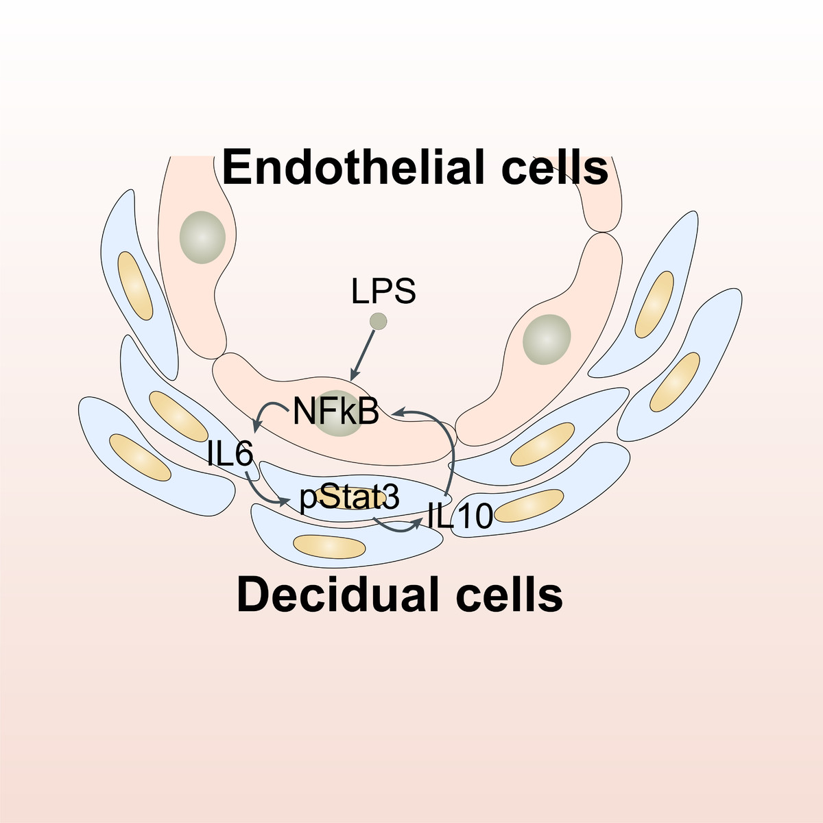 内皮细胞在分娩过程中的功能