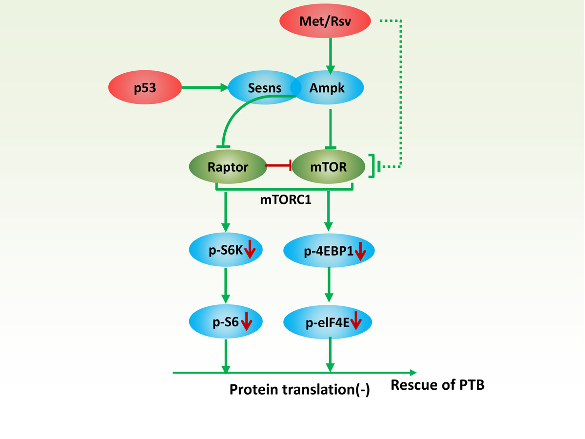 蜕膜早衰在早产过程中的功能
