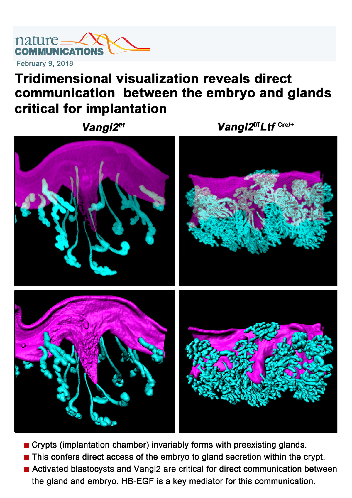 胚胎植入过程中全子宫三维成像