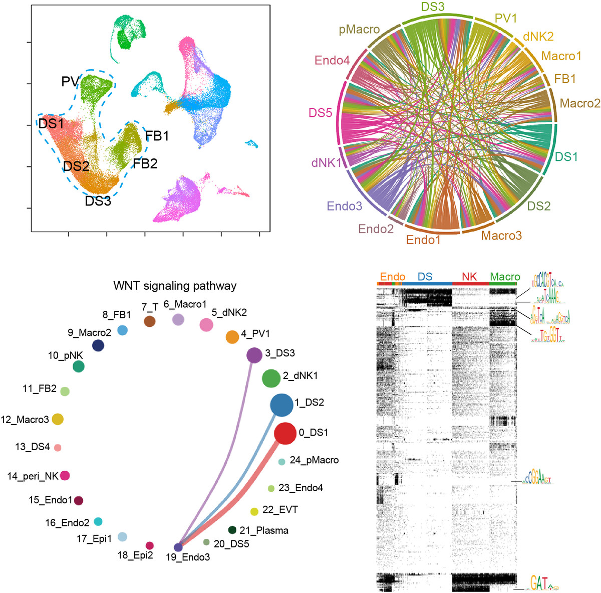 反复流产中细胞异质性的改变