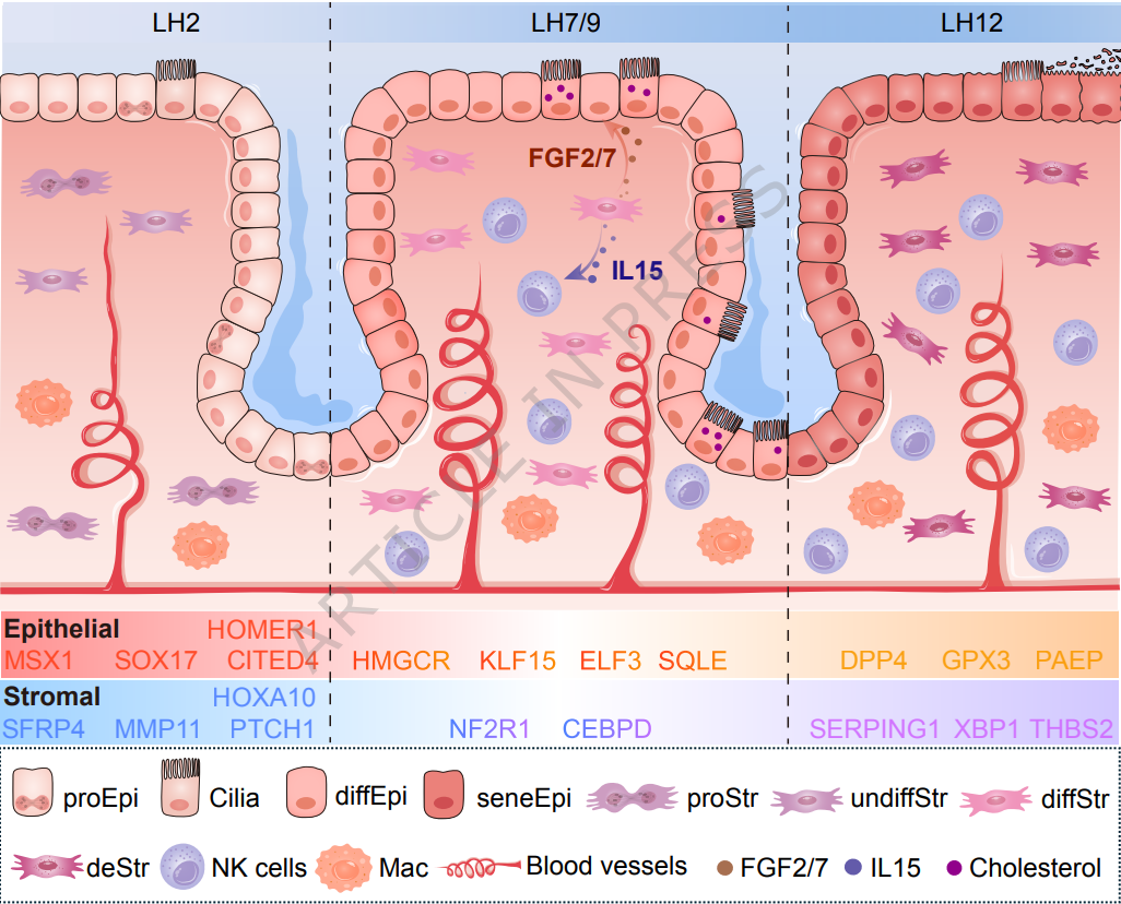 破译人类子宫内膜容受性的时空密码